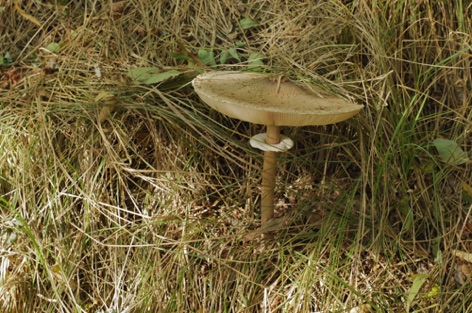 Mazza di tamburo